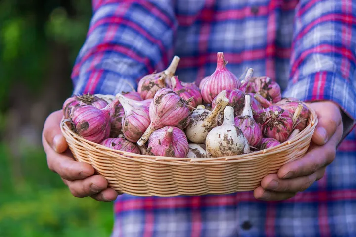 garlic10