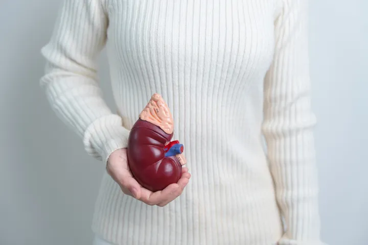 woman-holding-anatomical-human-kidney-adrenal-glan-2023-11-27-05-17-41-utc (1)