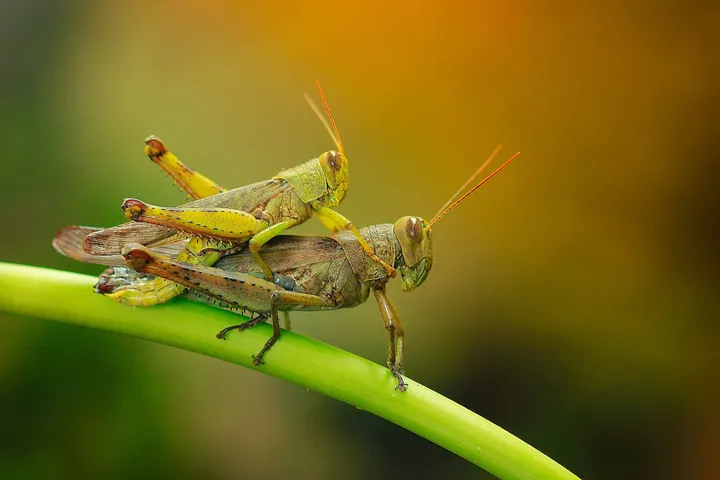 Grasshoppers9