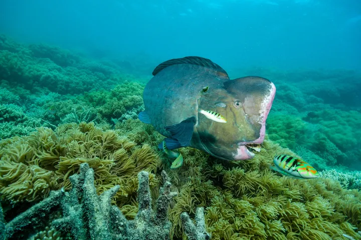 Greenland shark9