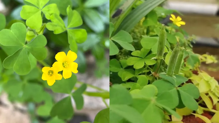 Wood sorrel plant..1