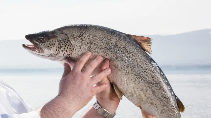 Fish