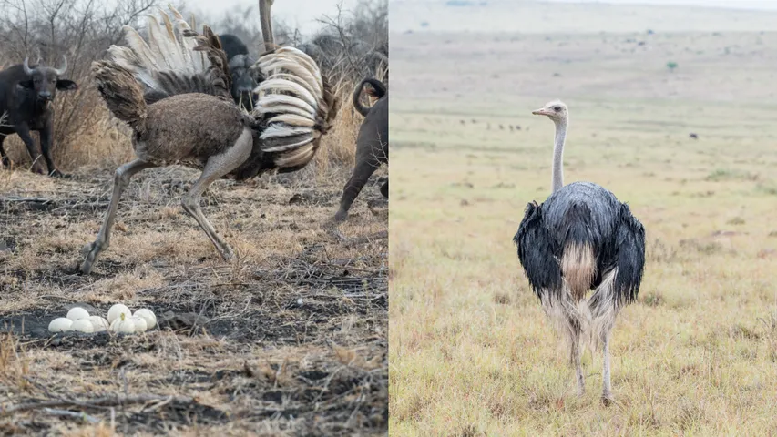 Male Masai Ostrich