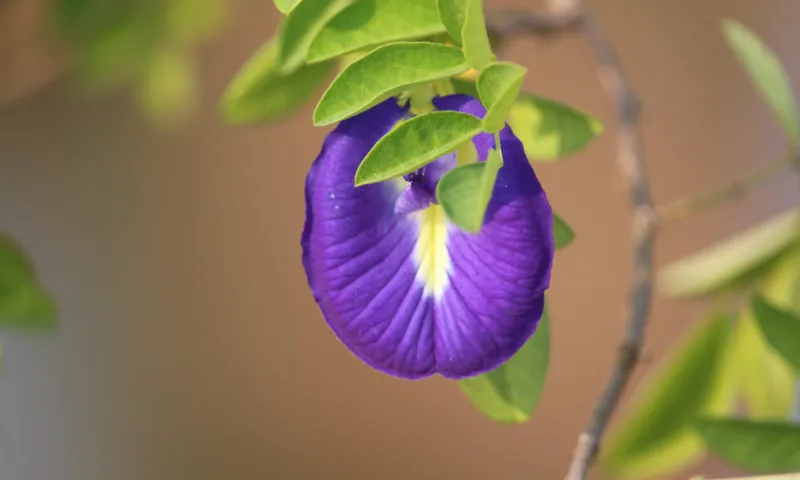 Butterfly Pea flower