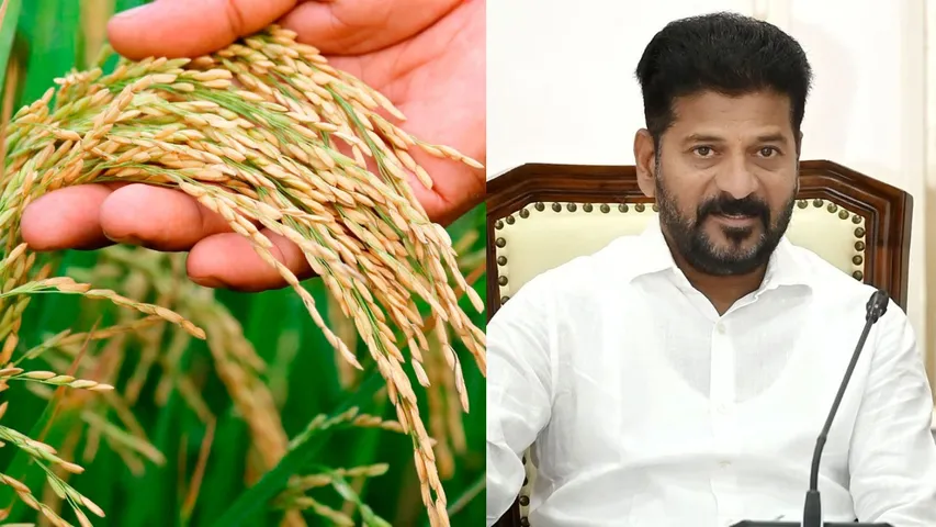 paddy 
