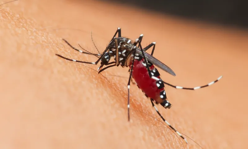 Dengue