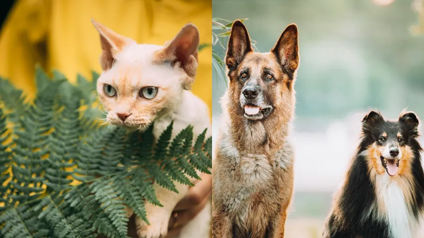 dogs