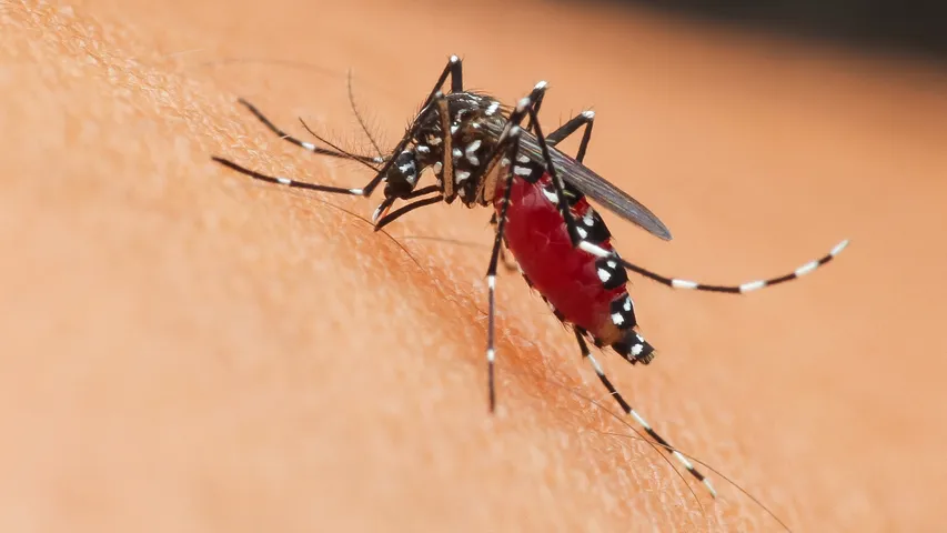 dengue