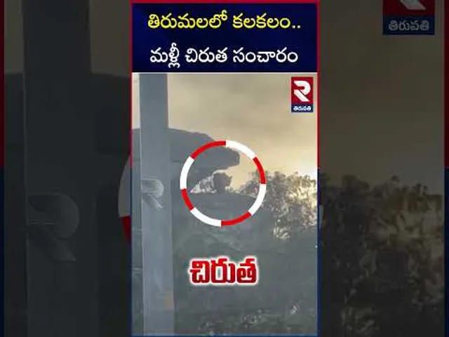 తిరుమలలో కలకలం..మళ్లీ చిరుత సంచారం | Leopard Spotted Again In Tirumala | RTV