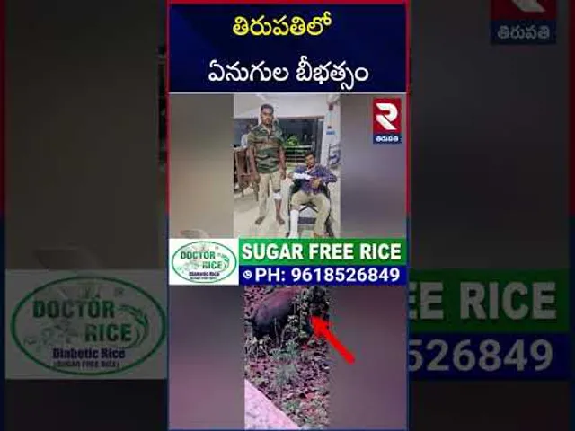 తిరుపతిలో ఏనుగుల బీభత్సం.. ఫారెస్ట్ అధికారులపై అటాక్ | Elephants Hulchul In Tirupati | RTV