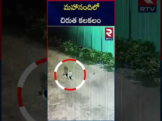 మహానందిలో చిరుత కలకలం | Leopard Spotted | Near Nandyal Mahanandi Temple | RTV