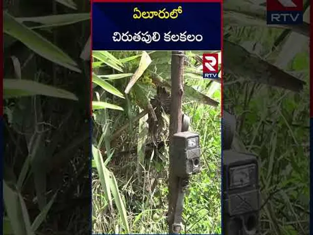 ఏలూరులో చిరుతపులి కలకలం..| Leopard Hulchul in Eluru District | RTV
