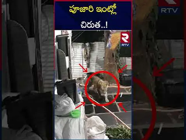 కర్నూలు జిల్లాలో దడ పుట్టిస్తున్న చిరుత.!! | Tiger Spotted In Priest House | Srisailam | RTV
