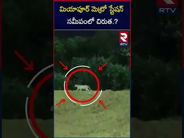 మియాపూర్ మెట్రో స్టేషన్ సమీపంలో చిరుత | Cheetah near Miyapur Metro Station? | RTV