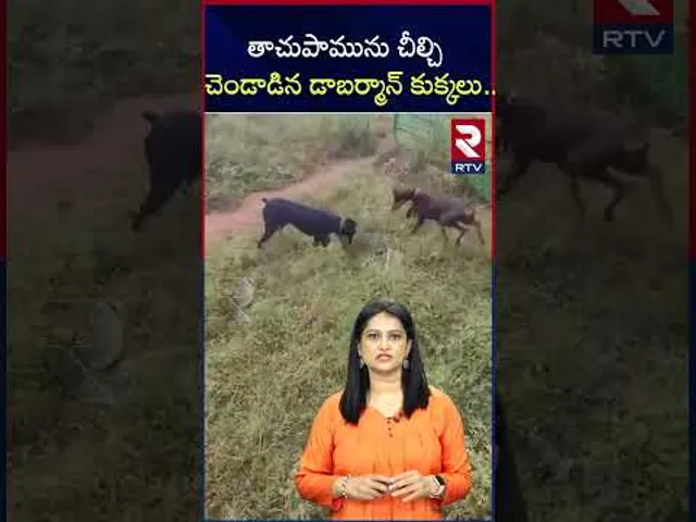 తాచుపామును చీల్చి చెండాడిన డాబర్మాన్ కుక్కలు.. | Doberman Dogs K**lls Cobra | Telangana | RTV