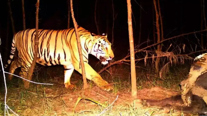 Cheetah : తిరుమలలో చిరుత పులి కలకలం.. అలర్ట్ అయిన టీటీడీ..!