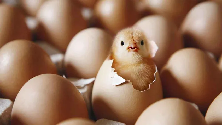 కోడి ముందా? గుడ్డు ముందా? సమాధానం దొరికిందోచ్..!!