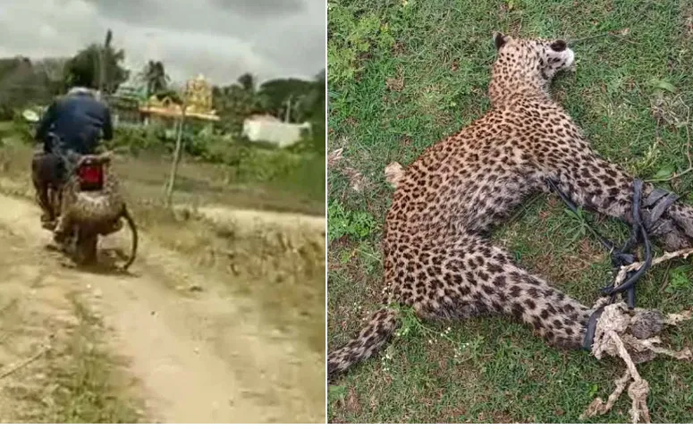 ఏం గుండెరా అది.. చిరుతను తాళ్లతో బంధించి బైక్‌పై తీసుకెళ్లాడు