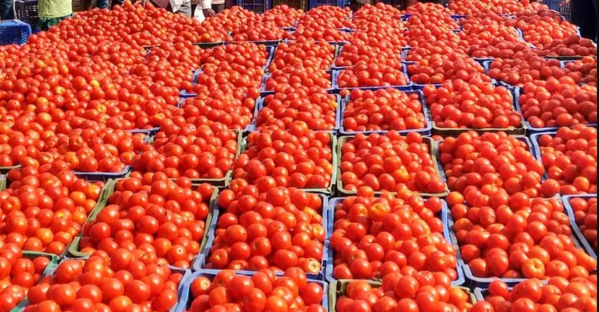 అయ్యో టమోటా ఎంత పని చేశావే... దంపతులను విడదీశావు తెలుసా