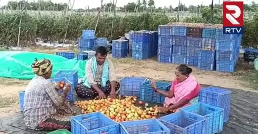 లక్కంటే నీదే భయ్యా! టమాట సాగుతో రైతుకు సిరులు