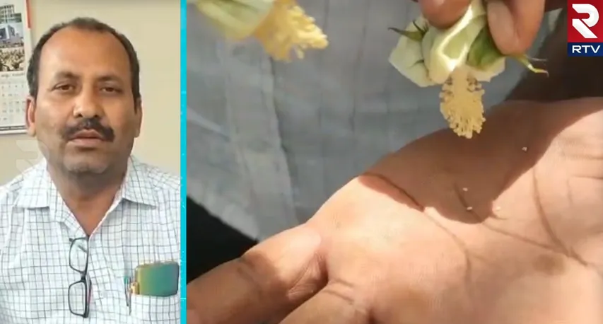 పంటనష్టాలతో ఉక్కిరిబిక్కిరి అవుతున్న పత్తి రైతులు