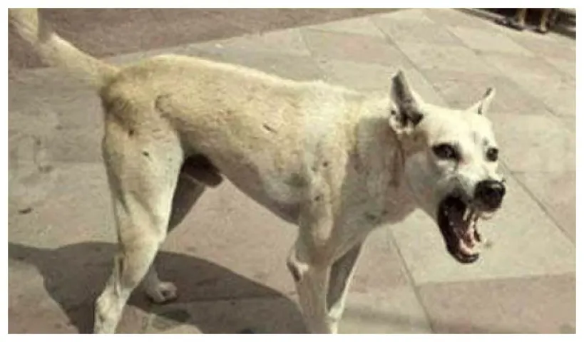 రాజోలులో పిచ్చికుక్క స్వైర విహారం..ముగ్గురు చిన్న పిల్లలపై దాడి