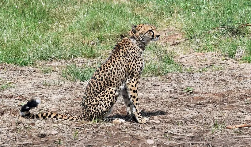 కునో నేషనల్ పార్క్ లో మరో చిరుత  సూరజ్‌ మృతి..5 నెలల్లో 8వ మరణం..!