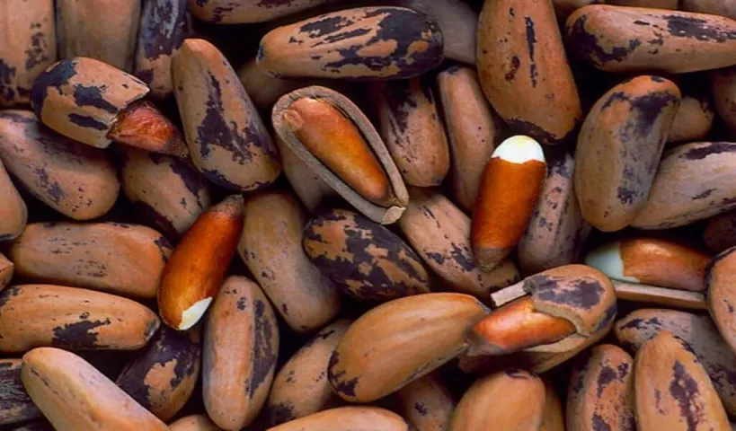 ప్రపంచంలో ఖరీదైన డ్రైఫ్రూట్...కేజీ ఎంతో తెలుస్తే నోరెళ్లబెడతారు..!!