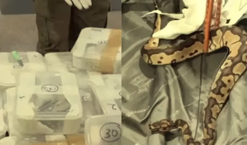 బాబోయ్.. బ్యాగ్‌లో 47 కొండచిలువలు..కంగుతిన్న ఎయిర్‌పోర్ట్ అధికారులు!