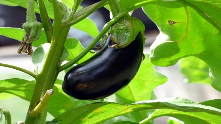 Eggplants in Monsoon: వర్షాకాలంలో వంకాయ తింటున్నారా? అయితే ప్రమాదంలో పడినట్లే..!!