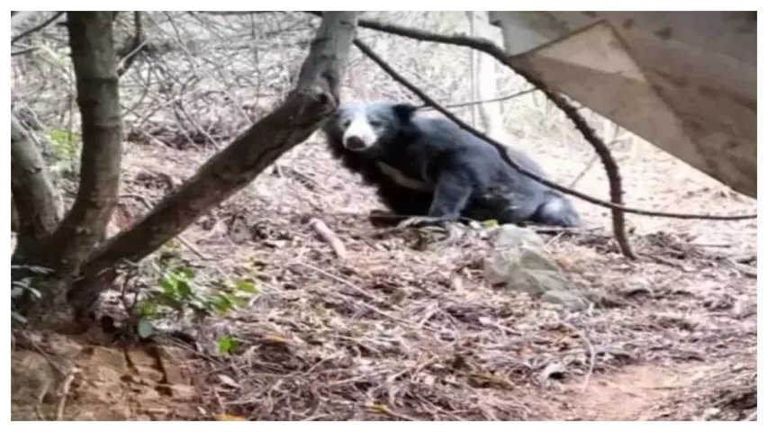 Bear spotted at Srivari Mettu: తిరుమలలో ఎలుగు బంటి కలకలం.. భయాందోళనలో భక్తులు