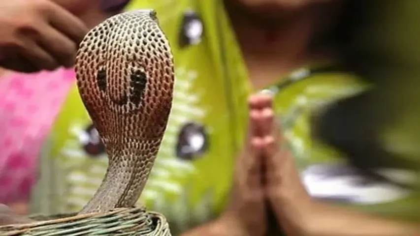Naga Panchami 2023:  నాగ పంచమిని ఎందుకు జరుపుకుంటారు..? దీని విశిష్టత మీకు తెలుసా?