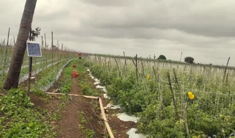 ఇదేందయ్యా ఇది.. టమాటా పొలానికి కాపలాగా సీసీ కెమెరాలు