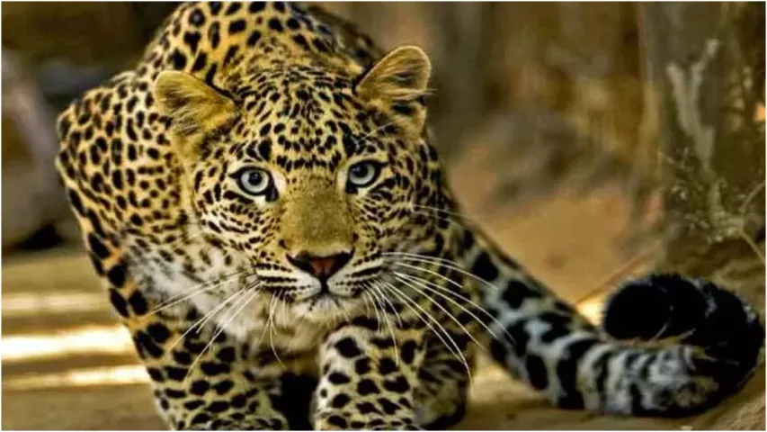 Cheetah in Vanasthalipuram: వనస్థలిపురంలో చిరుత కలకలం..భయాందోళనలో స్థానికులు!