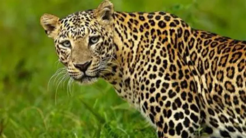 Telangana: నిర్మల్‌ జిల్లాలోని ఆ గ్రామాల్లో చిరుత భయం.. వణికిపోతున్న రైతులు