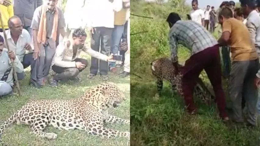 Viral Video: చిరుతపులితో సెల్ఫీలు..ఓరి..మీ వేషాలో.. ఎగిరి తంతే ఏట్లో పడతారు!