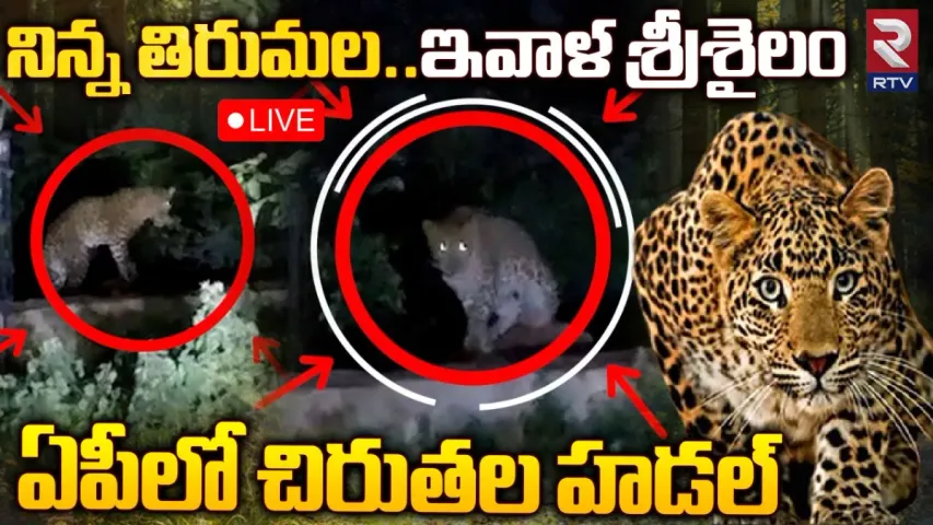 AP Chirutha: నిన్న తిరుమల..ఇవాళ శ్రీశైలం.. హడలెత్తిస్తున్న చిరుతలు