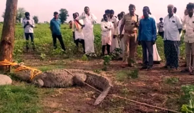 గొర్రెల మంద పైకెళ్లిన 9 ఫీట్ల మొసలి..వెంటనే కాపరి ఏం చేశాడంటే..!