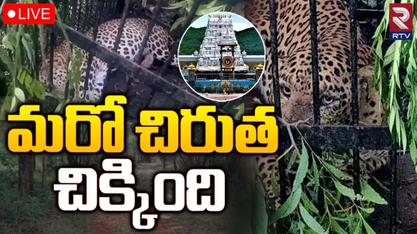 Big Breaking: అలిపిరి కాలినడక మార్గంలో బోనులో చిక్కిన నాలుగో చిరుత!