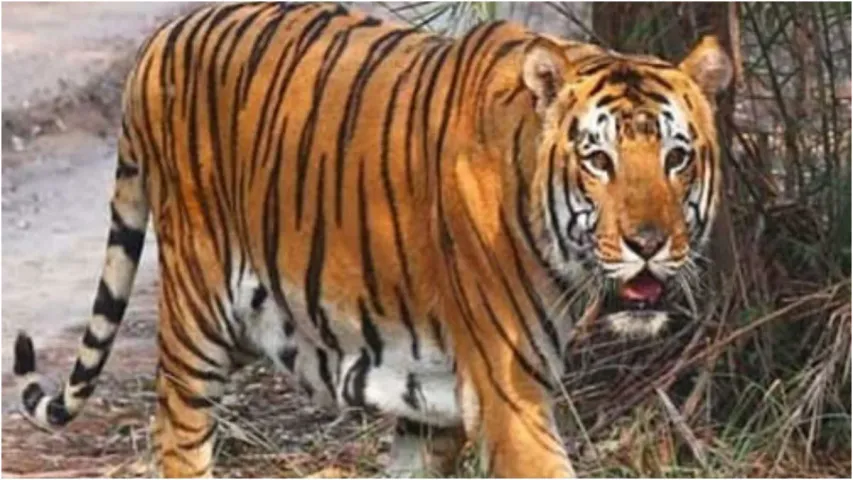 Tiger roaming in Sangareddy:సంగారెడ్డిలో పులి సంచారం.. ఆవు మెడను కొరికి చంపిన పులి!