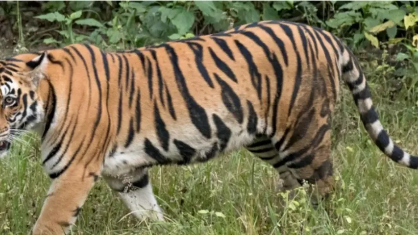 అసలు తిరుమలలో ఏం జరుగుతుంది?