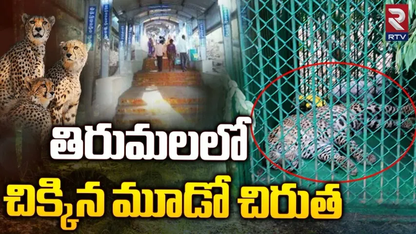 Tirumala : తిరుమల కొండపై బోనులో చిక్కిన మరో చిరుత...!!