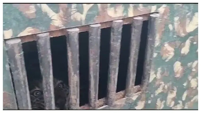Nizamabad district: చిక్కిన చిరుత.. ఈ సారి ఎక్కడంటే.!