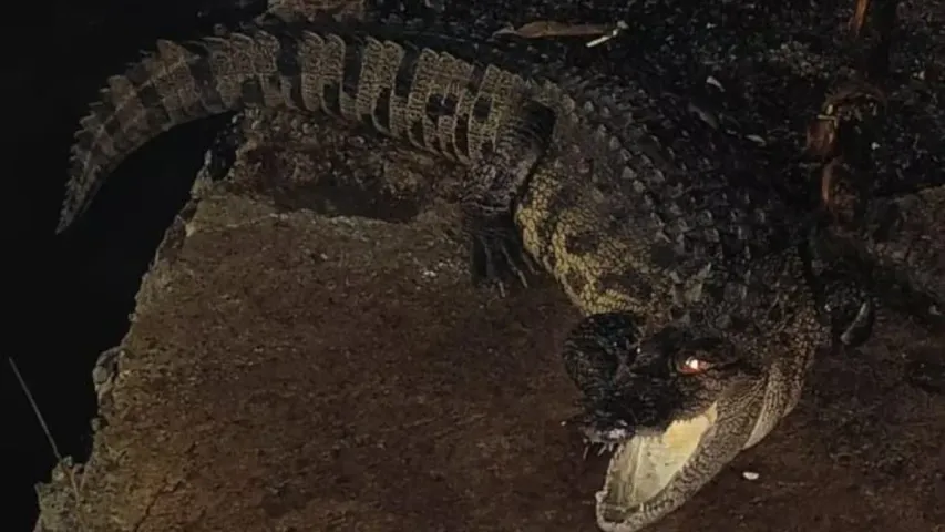 Crocodile: నగరంలోని చింతల్ బస్తీలో మొసలి కలకలం