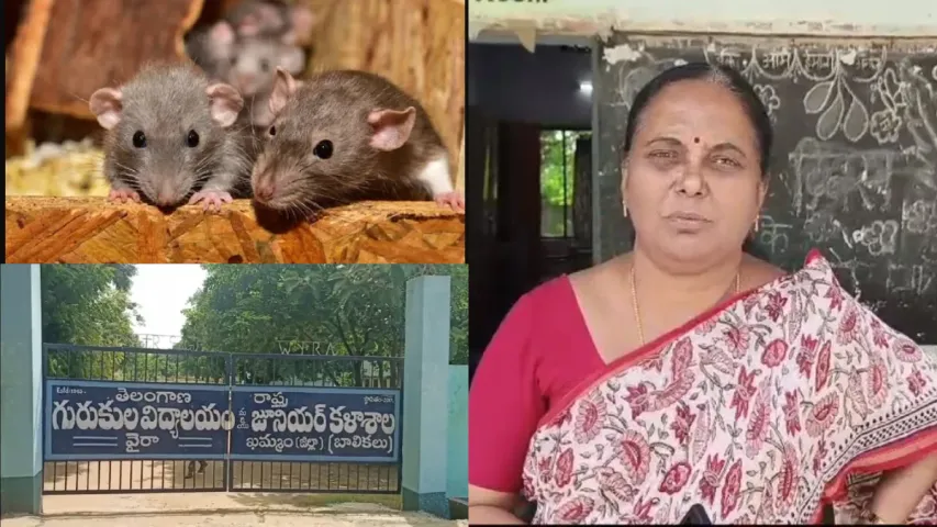 Telangana News: ఖమ్మం జిల్లాలో దారుణం.. గురుకుల విద్యార్థులను ఎలుకలు కొరికిన వైనం.. వివరాలివే!