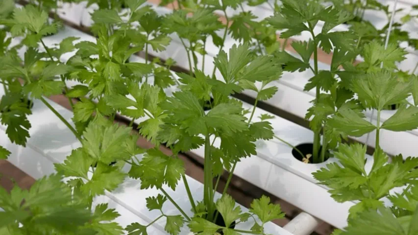 Coriander: కొత్తిమీర ఎక్కువ రోజులు తాజాగా ఉండాలంటే ఇలా చేయండి!
