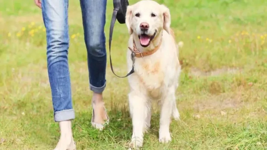 Dog..IAS Officer: కుక్క కోసం ఉద్యోగం పోగొట్టుకున్న ఐఏఎస్‌ అధికారిణి!