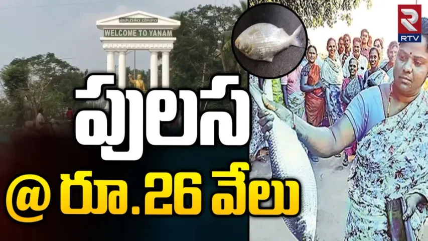 Yanam's Pulasa Fish Record : 2కిలోల పులసకు వేలంపాట..ఎంతపలికిందో తెలుసా..?