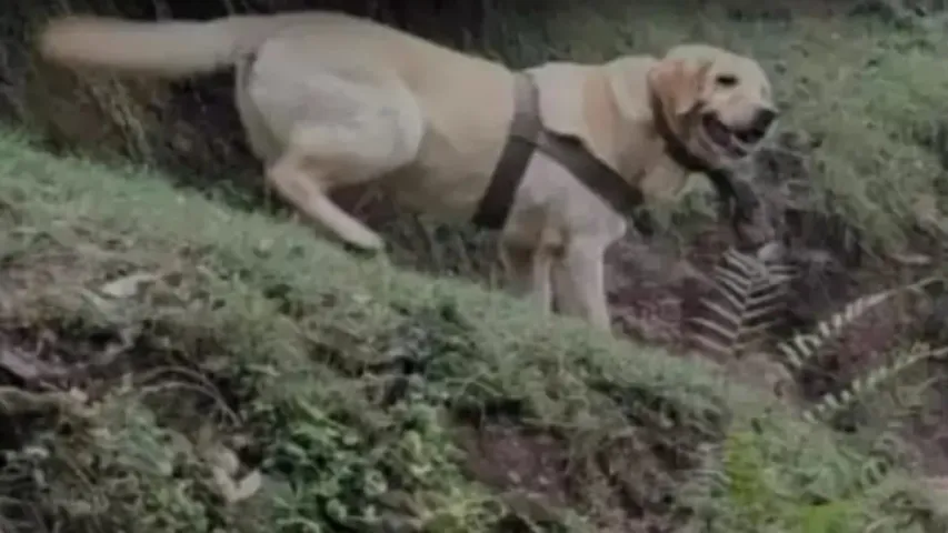 Army dog: సైనికుడిని కాపాడేందుకు తన ప్రాణాలు వదిలిన ఆర్మీ డాగ్!