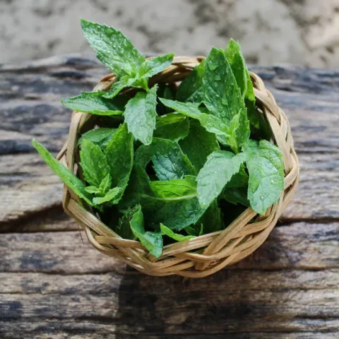 Mint: మారుతున్న సీజన్లలో జీర్ణక్రియను మెరుగుపరిచే పుదీనా!